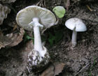Il fungo velenoso Amanita Verna