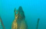 Statua San francesco di Paola in mare