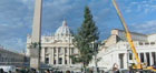 l'Abete innalzato in Piazza San pietro