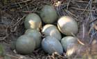 Uova di fagiano