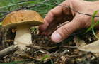 Cercatori funghi