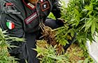 La coltivazione di marijuana