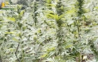 Piantagione Marijuana